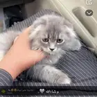 اي واحد عنده قطوه انثى عمرها شهرين الى ثلاثة قشهور لتبني