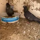 بوز