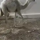 حشو تربيه توها جايه من البر