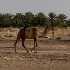 بكره حقه صفراء
