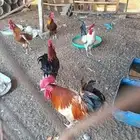 للبيع ديوك طيبه وبيض اندنوسي اسود صل واصل