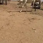 ناقة لقحه وضحاء