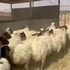 نعيم