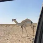 للبيع ضروبه عشراء