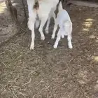 عنز معه تيس مشروكه