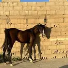 حصان شعبي العمر سنتين وشهر