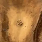 دلال عمر كيال