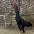 طقم شامو ألماني