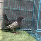 حمام باكستاني (رام بوري)