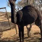 قعدان مفاريد