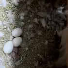 جوز طيور روز الانثى تحتها بيض 700 مع القفص كبير والمشارب