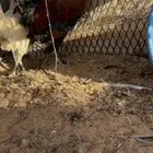 دجاجة وديك طيبات