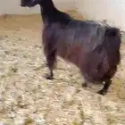 ( تم البيع ) عنز قبرصية صنف ( مضرع )