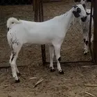 مشروع فحل بيشي