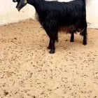 ( تم البيع ) عنز عارضية صنف