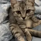 قطوة ضايعه بحي الريان- الرابية