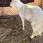 مشروع فحل ثني مشروط الطلي حار وبهمه كفو