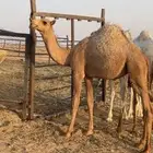 حواره كفوو . على رمان ابو يد
