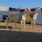 مشروع فحل صنف