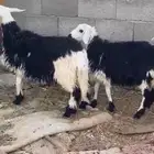 ارخال