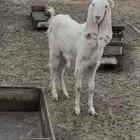 للبيع عنز هولنديه