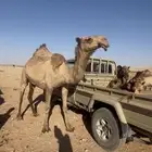 لقحه شعلا رباع