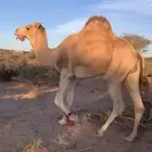 بعير طيب ومن ابل طيبه ف الحليب