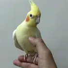 بغبغاء كروان