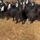 معزا عوارض للبدل بغنم حري