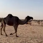 ناقه عشرا مبيوع ولدها واضربتها اخر الشتاء ولا عشرت