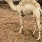 قعود