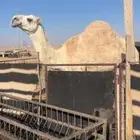 ضروبه ثنيه باتليه