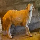 طلي