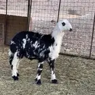 رخل نجدية بريه نظيفه شرط