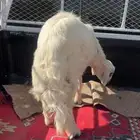 خرفان للبيع صفر