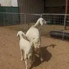 حريه تحتها خروف شهرين