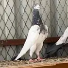 انثى تيدي بيور ( تم البيع )