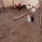 ديوك للبيع