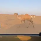 حواره شعلا كفوو