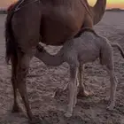 خلفه ساحليه