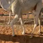 قعدان قصب