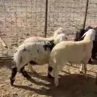 طليان