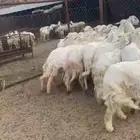 رخال