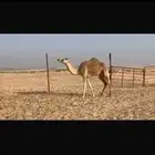 بكر مصعد مهجنه