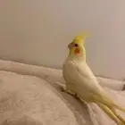 ببغاوات نوع كروان