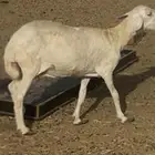 تم البيع