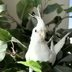 كروان البينو اليف ومتكلم