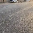 ناقه بعير ركبي رحول طوع على شرط