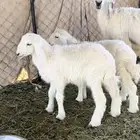 متبع عليها 2