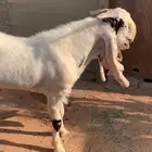 تيس للبيع